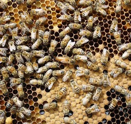 Terramama Дом отдыха *